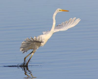 Grote Zilverreiger - Great Egret