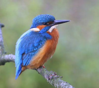 IJsvogel - Common Kingfisher
