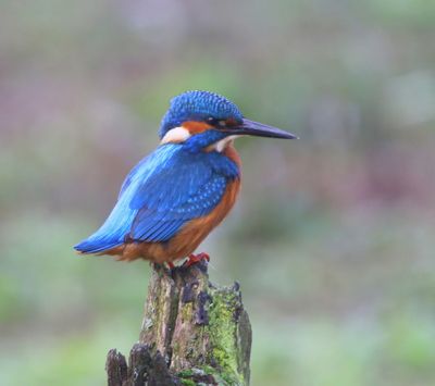 IJsvogel - Common Kingfisher