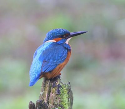 IJsvogel - Common Kingfisher