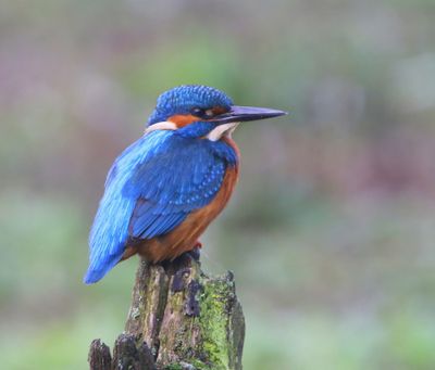 IJsvogel - Common Kingfisher