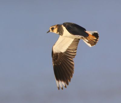 Kievit - Northern Lapwing