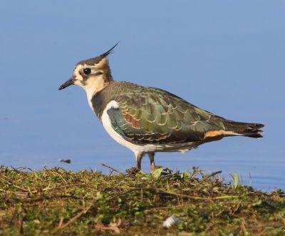 Kievit - Northern Lapwing