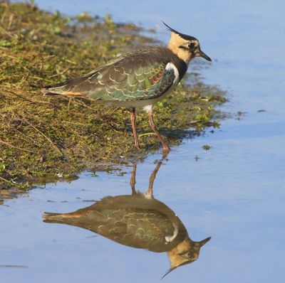 Kievit - Northern Lapwing