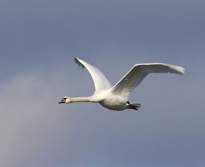 Knobbelzwaan - Mute Swan
