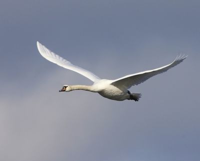 Knobbelzwaan - Mute Swan