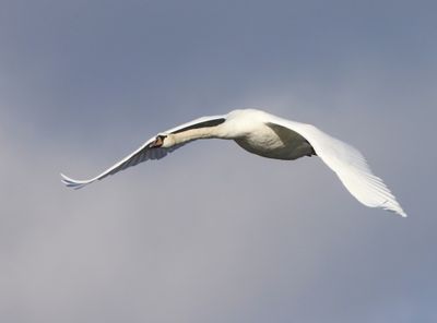 Knobbelzwaan - Mute Swan