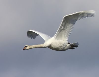 Knobbelzwaan - Mute Swan