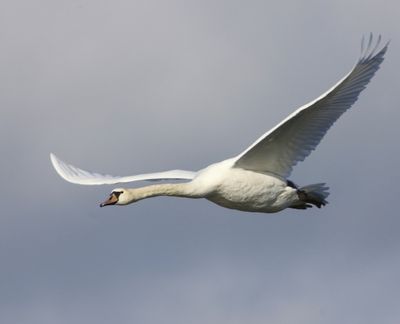 Knobbelzwaan - Mute Swan