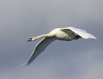 Knobbelzwaan - Mute Swan