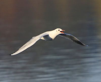 Kokmeeuw - Black-headed Gull