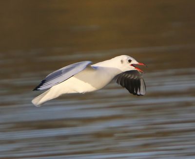 Kokmeeuw - Black-headed Gull