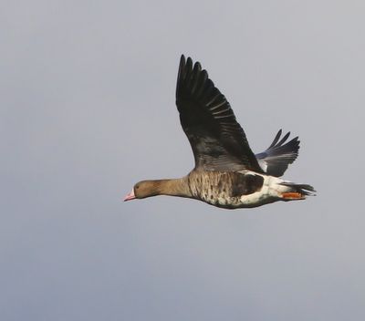 Kolgans - Greater White-fronted Goose