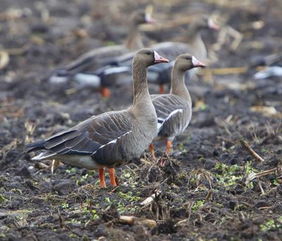 Kolgans - Greater White-fronted Goose