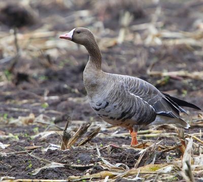 Kolgans - Greater White-fronted Goose