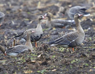 Kolganzen - Greater White-fronted Geese