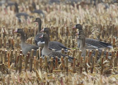 Kolganzen - Greater White-fronted Geese