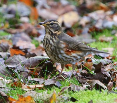 Koperwiek - Redwing