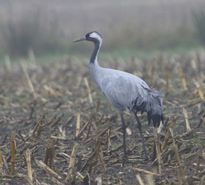 Kraanvogel - Common Crane