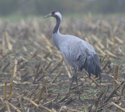 Kraanvogel - Common Crane