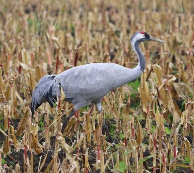 Kraanvogel - Common Crane