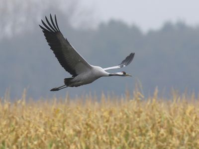 Kraanvogel - Common Crane