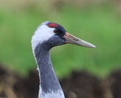 Kraanvogel - Common Crane