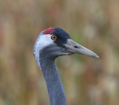 Kraanvogel - Common Crane