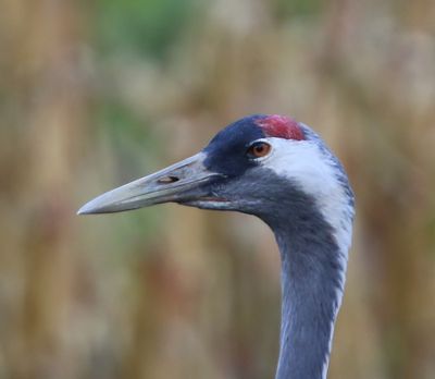Kraanvogel - Common Crane