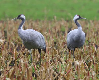 Kraanvogels - Common Cranes