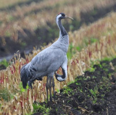 Kraanvogels - Common Cranes