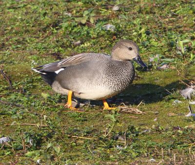 Krakeend - Gadwall