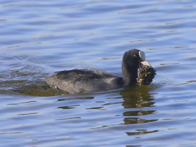 Meerkoet - Eurasian Coot