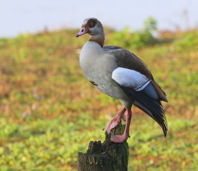 Nijlgans - Egyptian Goose