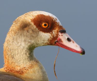 Nijlgans - Egyptian Goose