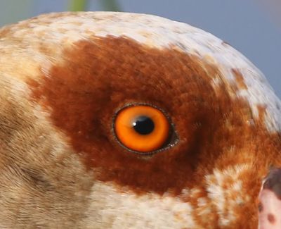 Nijlgans - Egyptian Goose
