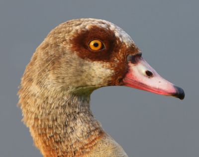 Nijlgans - Egyptian Goose