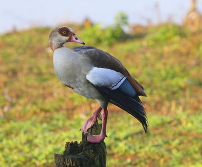 Nijlgans - Egyptian Goose