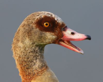 Nijlgans - Egyptian Goose