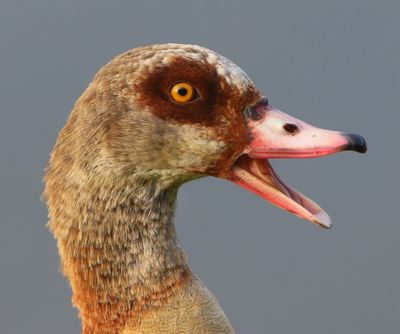 Nijlgans - Egyptian Goose