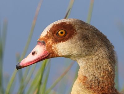 Nijlgans - Egyptian Goose