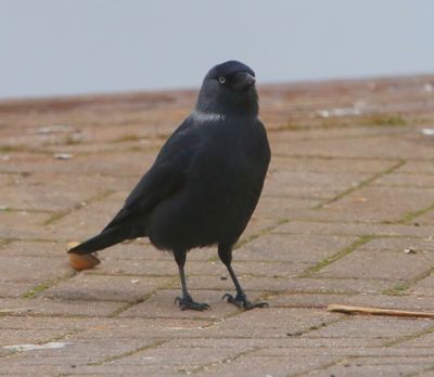 Noordse Kraai - Nordic Jackdaw