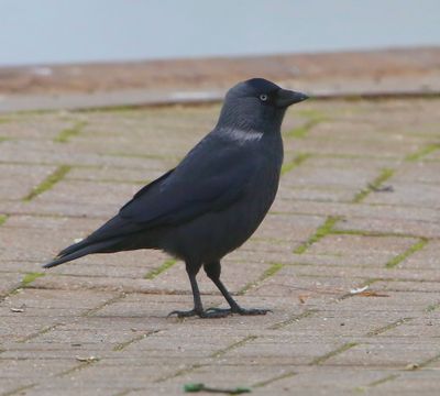 Noordse Kraai - Nordic Jackdaw