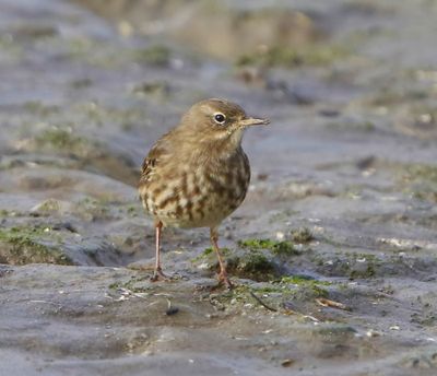 Oeverpieper - Rock Pipit