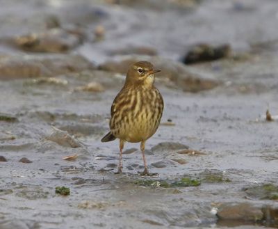 Oeverpieper - Rock Pipit