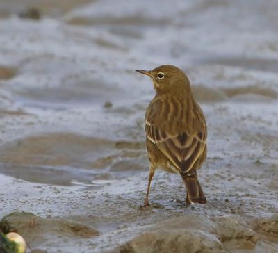 Oeverpieper - Rock Pipit