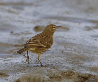 Oeverpieper - Rock Pipit