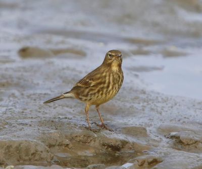 Oeverpieper - Rock Pipit