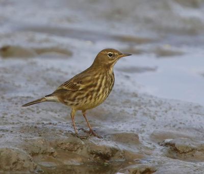 Oeverpieper - Rock Pipit