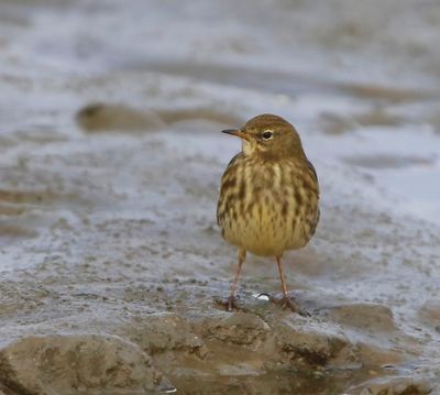 Oeverpieper - Rock Pipit